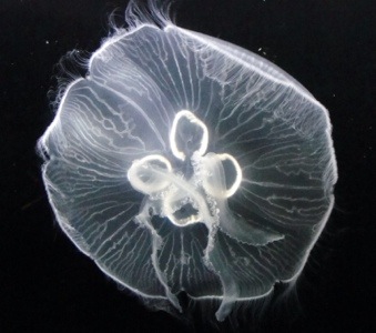 Jelly Fish - Zoo Pictures - Toronto Zoo - Aquariam 