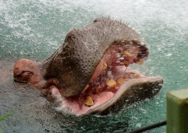 Hippopotamus amphibius big teeth Toronto Zoo