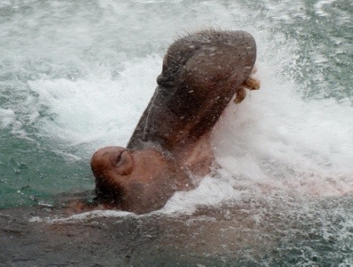 Hippopotamus amphibius - River Horse - Toronto Zoo - Hungry Hippos - Big Mouth - Big Teeth