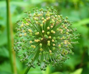 allium giganteum or Giant Onion - Flowers - Toronto Zoo - Canada - Flowers at the Zoo