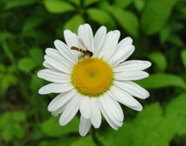 White Daisy - Bee - Pollen - Toronto Zoo - Flowers at the Zoo - Nature