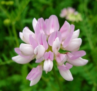 Pink and White Flowers - Toronto Zoo - Canada - Nature - Flowers at the Zoo