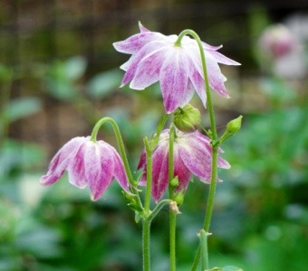 Lampshade blooms - violet colored flowers - Nature - Toronto Zoo - Flowers at the Zoo