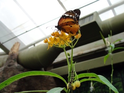 African Monarch, Animals, Butterfly, Canada, caterpillar, Danaus chrysippus, Malayan Woods, milkweed, Toronto Zoo, Zoo