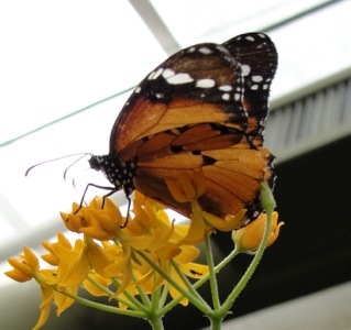 Plain Tiger (Danaus chrysippus) - African Monarch - Toronto Zoo - Butterfly and Caterpillar - Monarch Butterfly