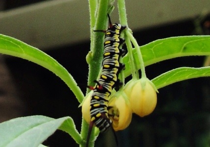 Plain Tiger (Danaus chrysippus) - African Monarch - Toronto Zoo - Butterfly and Caterpillar