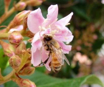 Bee - Honey bee - Blossom - Summer time - Honey - Pollen