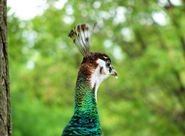 Indian Peafowl Pavo christatus - Toronto Zoo - Peahen Head - Peacock - Head Feathers - 