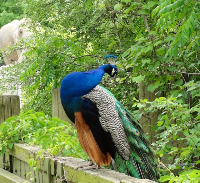 Indian Peafowl Pavo christatus - Toronto Zoo - Peacock - Elephant - Hidden Animal 
