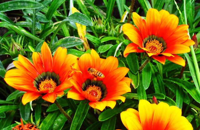 Bee Daisy - Sydney Daisies - Red Daisies - Bee pollination flowers