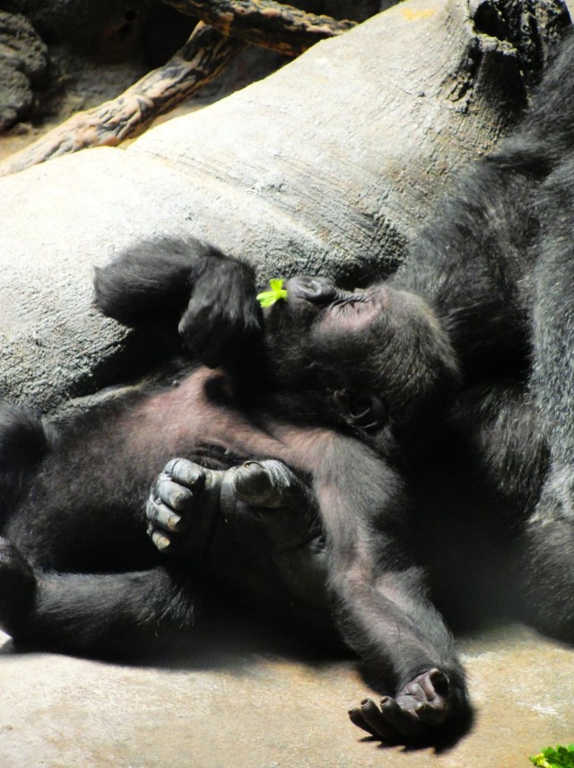 Henry Doorly Zoo - Hubbard Gorilla Valley - Baby Gorilla - Omaha, Nebraska - Best Zoo