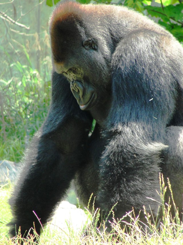 Western Lowland Gorilla - Omaha Henry Doorly Zoo - Hubbard Gorilla Valley - The One and Only Ivan - Newberry Award