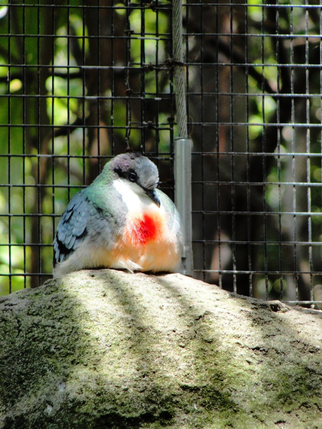 Luzon Bleeding-Heart Pigeon