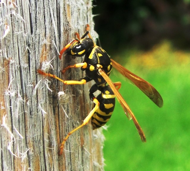 Yellow Jacket - Genus Vespula - Scary Anthropoda - Insecta Class