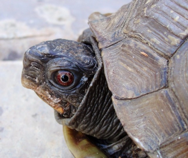 World's Largest Turtule Race, Ashland, Kansas, 4th of July, Turtle Race, Small Town