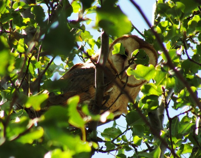 Barn Owl, Tyto Alba, Owl in Tree, Hidden Owl
