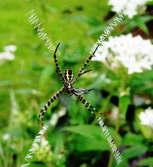orb spider