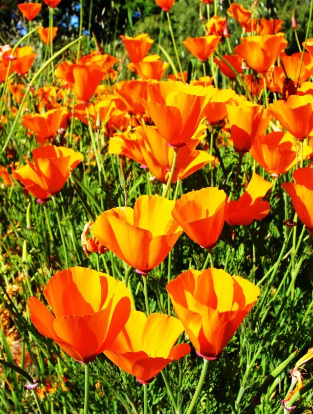 California Poppies, California State Flower