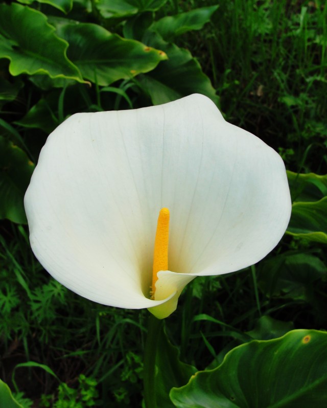 Calla Lily, white flower,