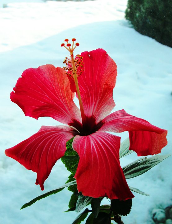 Canada Hibiscus Indoor King City