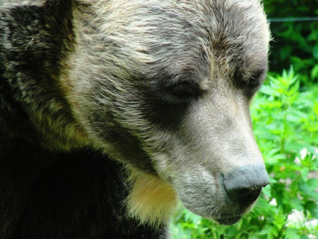 Close up of Grizzly bear 