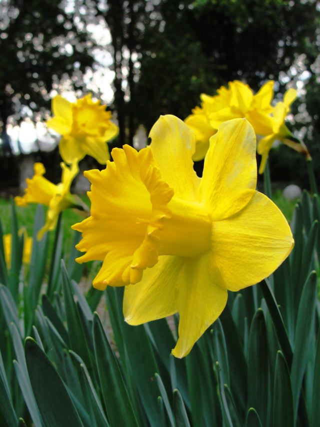 Daffodil, yellow flower