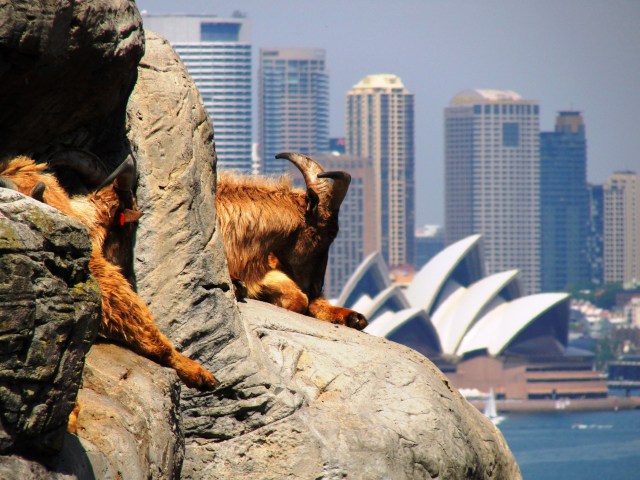 Himalayan Tahr at the Taronga Zoo in Sydney, Australia