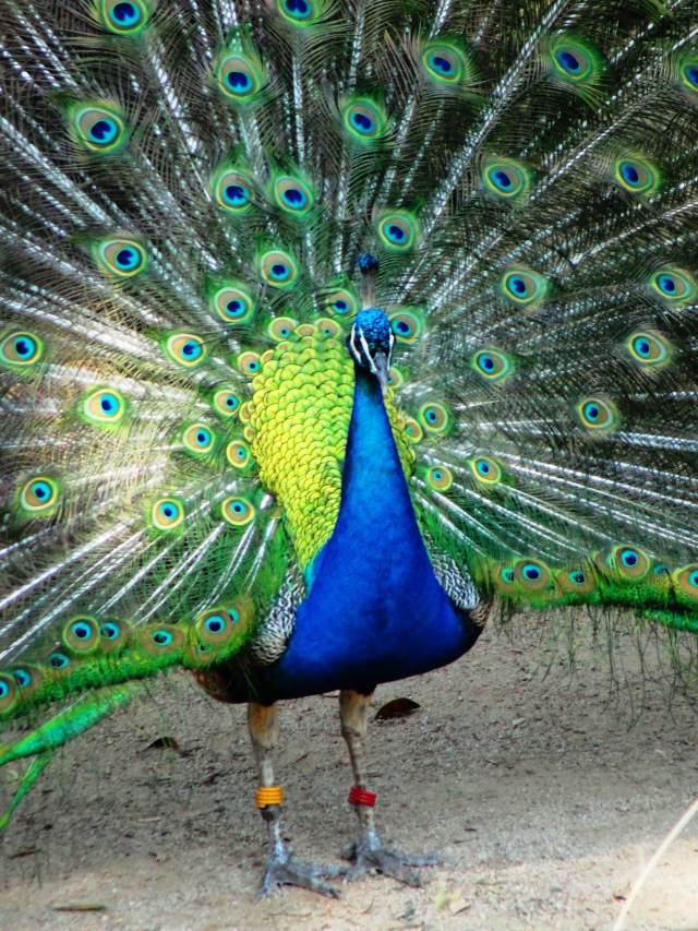 Peacock in full display