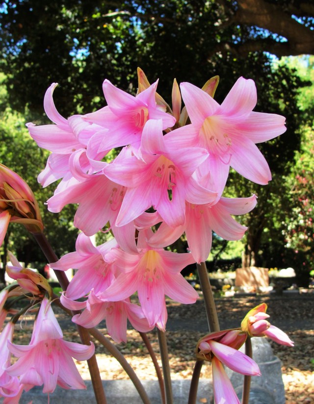 Pink lilies