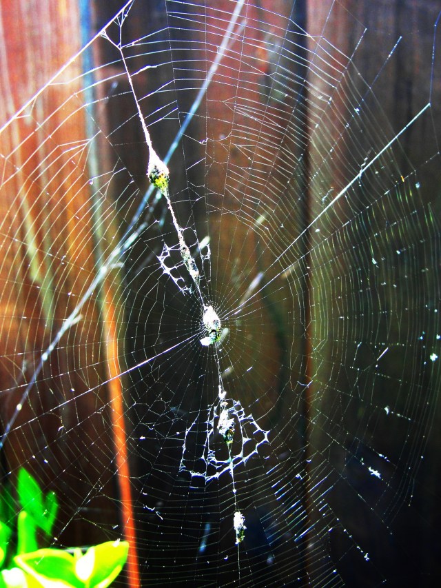 Charlotte's Web, Spider Web, Orb Spider, Wilbur, Newbery Honor book,