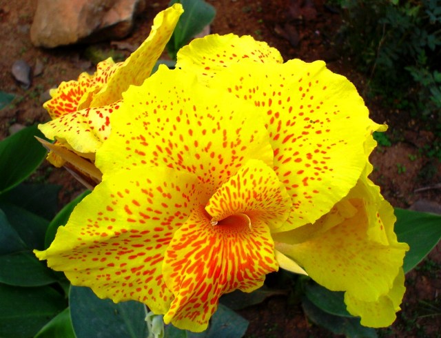 Canna Indica - Yellow Flower - India