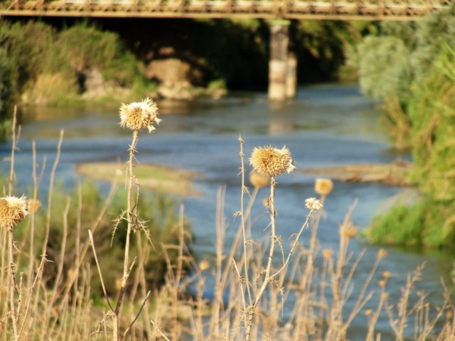 Jordan River north of the Sea of Galilee - Tiberias - Crossing Jordan - River Scene
