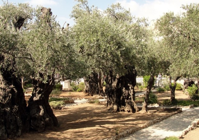 Garden of Gethsemane, Olive Trees, Old Olive Trees, Holy Land Flora