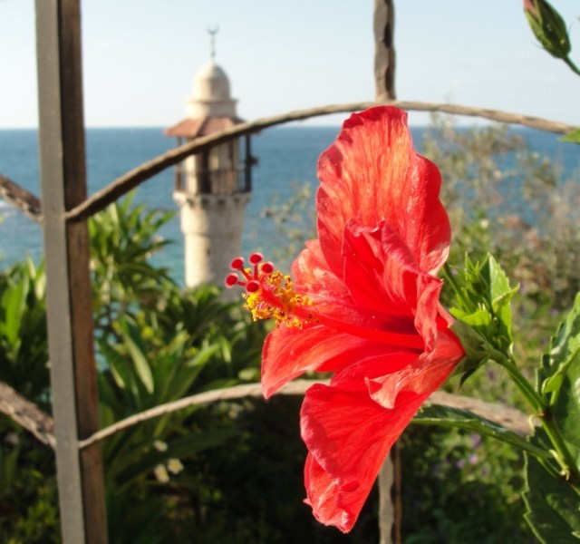 Hibiscus, Joppa, Israel, Holy Land Flora