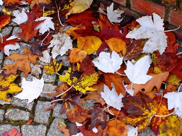 Picture of leaves on the sidewalk in Berlin - White leaves