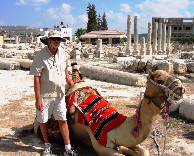 Dromedary Camel at Samaria - Camelus dromedarius