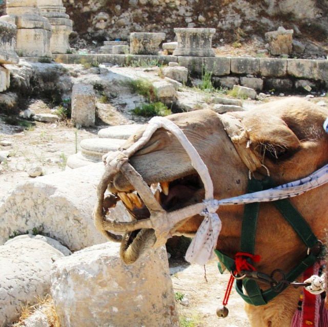 Big teeth of the dromedary camel