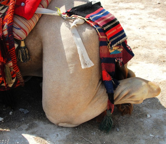 Kneeling Dromedary Camel - Stifle Joint - Camelus dromedarius