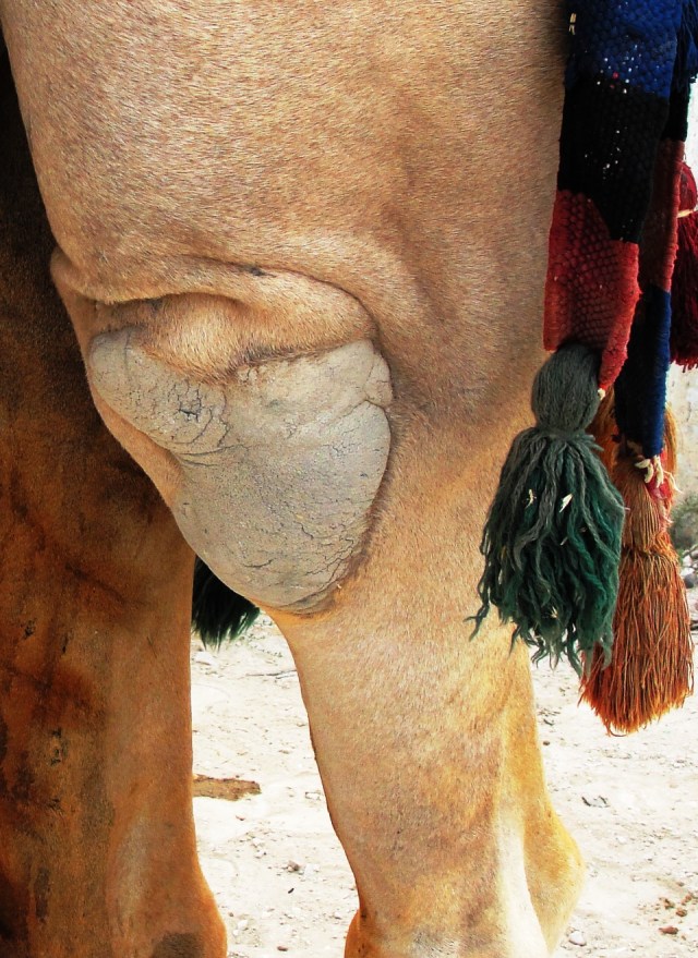 Callus on stifle joint of dromedary camel - Camelus dromedarius
