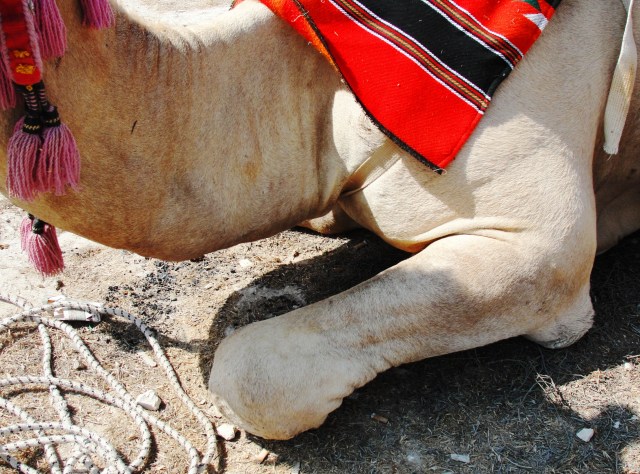 Front leg of dromedary camel in kneeling position
