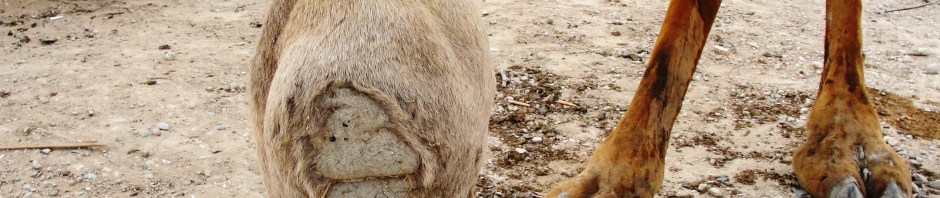 The carpus of a dromedary camel.