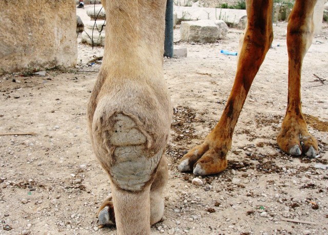 The carpus of a dromedary camel - Camelus dromedarius