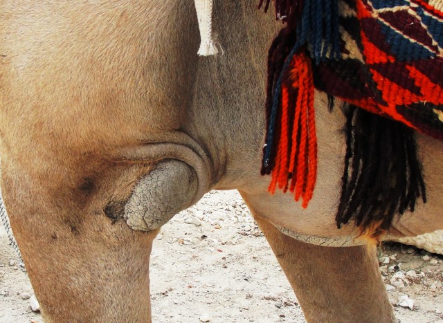 Knee of a dromedary camel - Camelus dromedarius