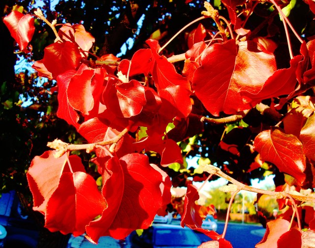Fall Leaves in California Red Leaves