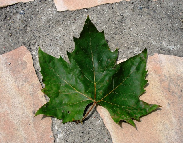 Green Maple Leaf