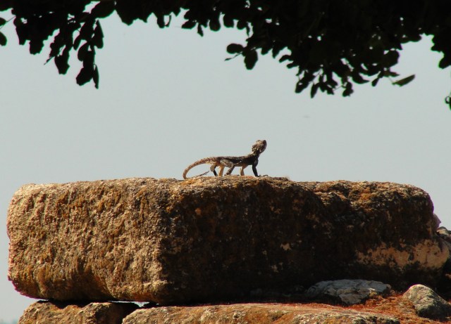 Hazor Lizard Stone Tel-Hazor