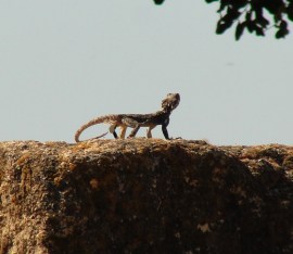 Tel-Hazor Lizard Stone Hazor - Lizard - Archaeology - Ruins - Biblical Site