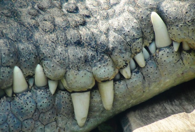 Saltwater Crocodile (Crocodylus porosus) Big Teeth