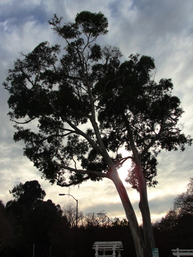 Dublin Heritage Center - Eucalyptus Tree - Dublin California