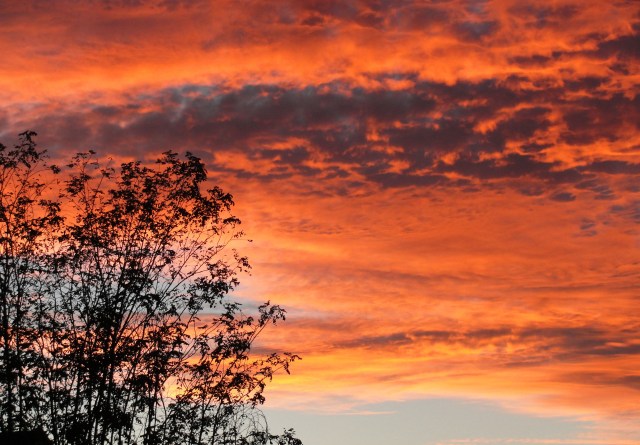 October Sunset in California Red Sky Tree Silhouette